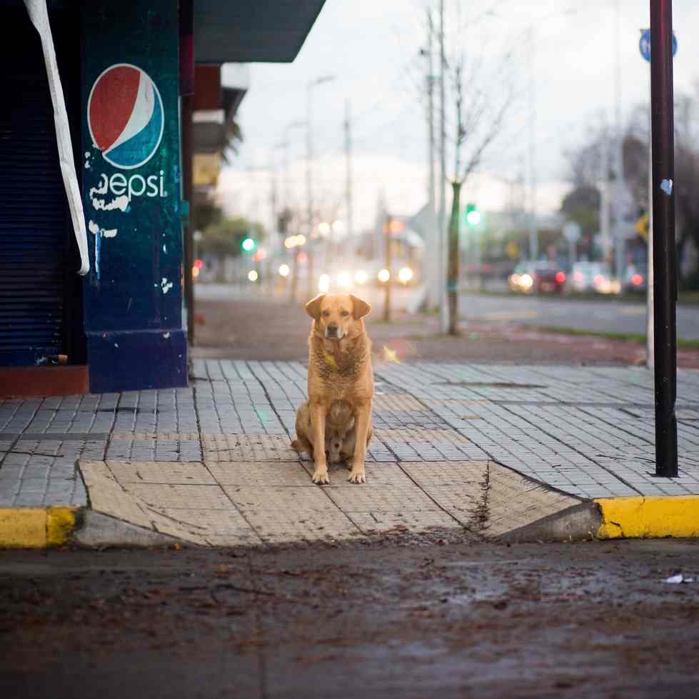 dog sitting on street corner in front of pepsi machine